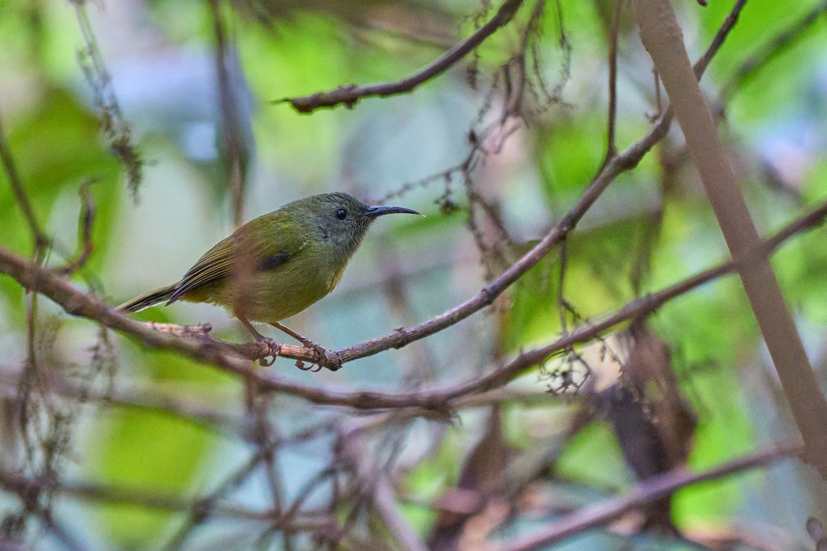 grønnstjertsolfugl - ML646215483