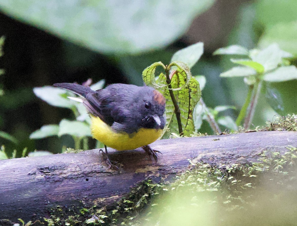 skiferhvitstjert - ML646215484