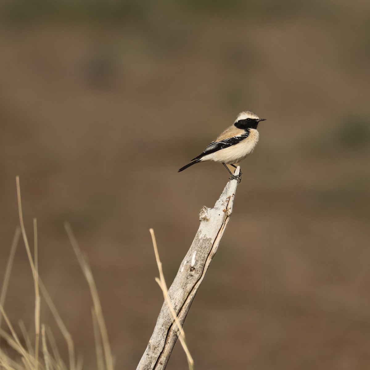 ørkensteinskvett - ML646215485