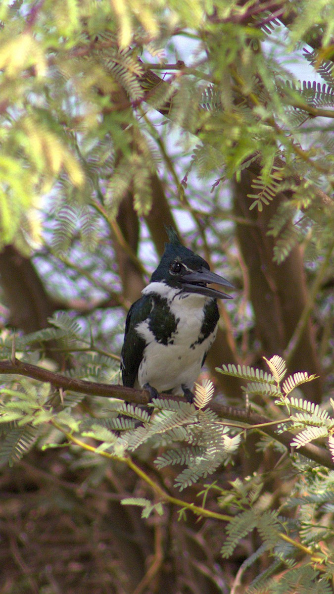 amazonisfugl - ML646215486