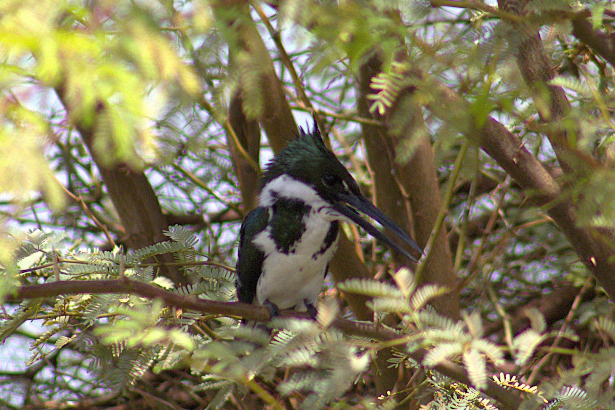 amazonisfugl - ML646215487