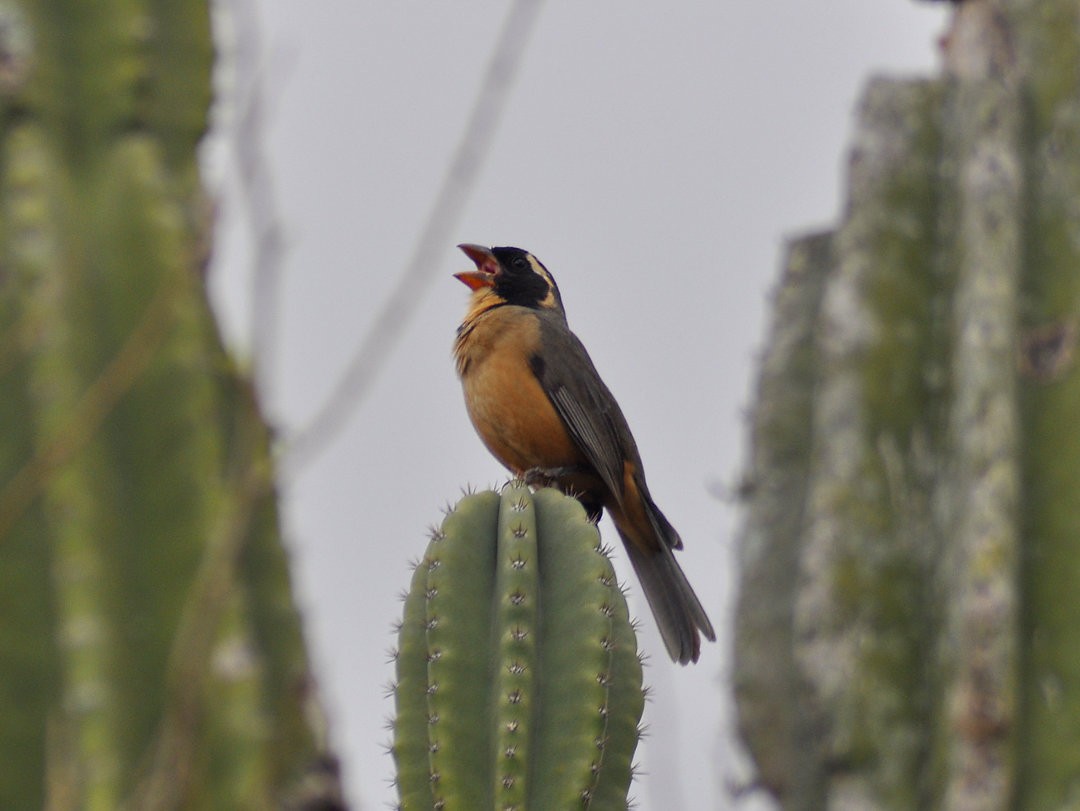 oransjenebbsaltator - ML646215490