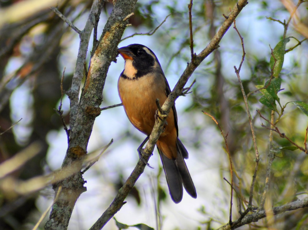 oransjenebbsaltator - ML646215491