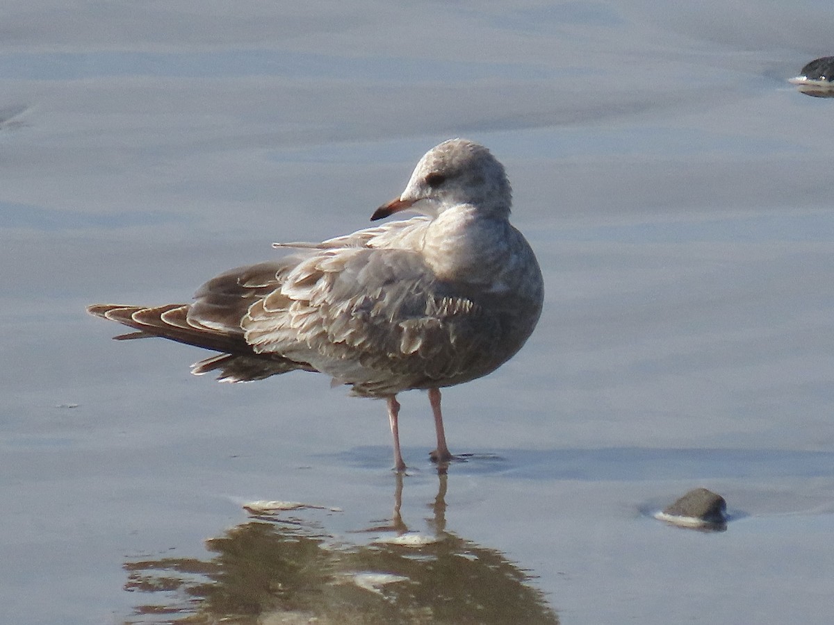 kortnebbmåke - ML646215495