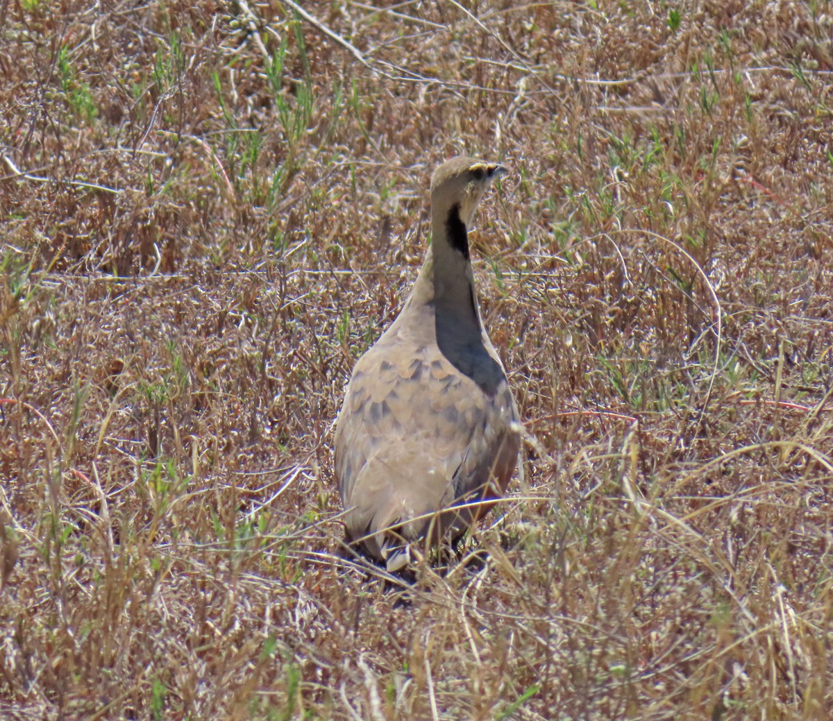 gulstrupesandhøne - ML646215496