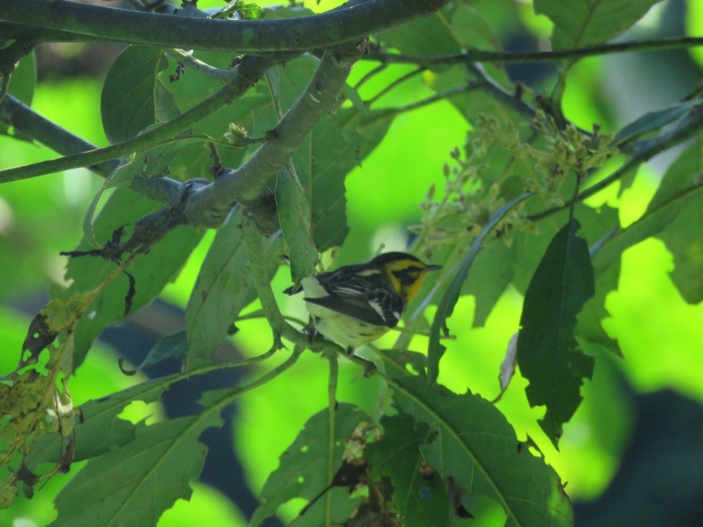 hemlokkparula - ML646215498