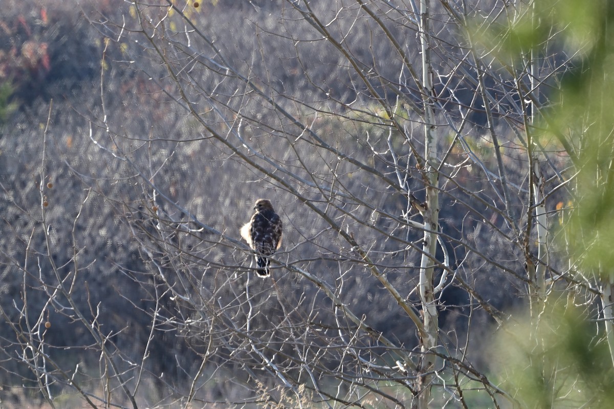 rødvingevåk - ML646215499