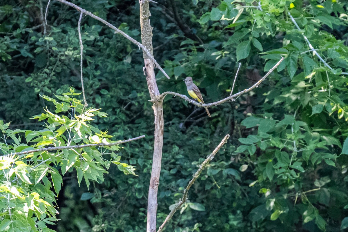 lundtyrann - ML646215500