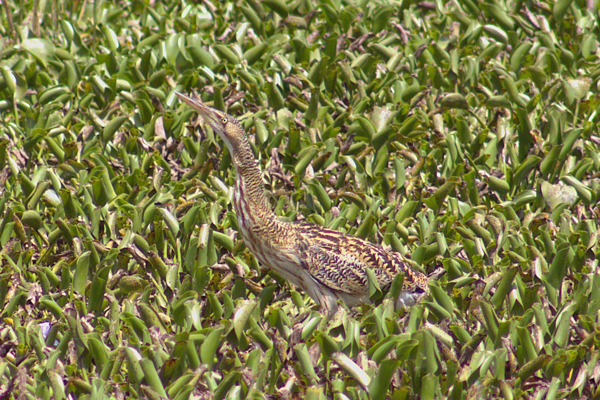 tykknebbrørdrum - ML646215501