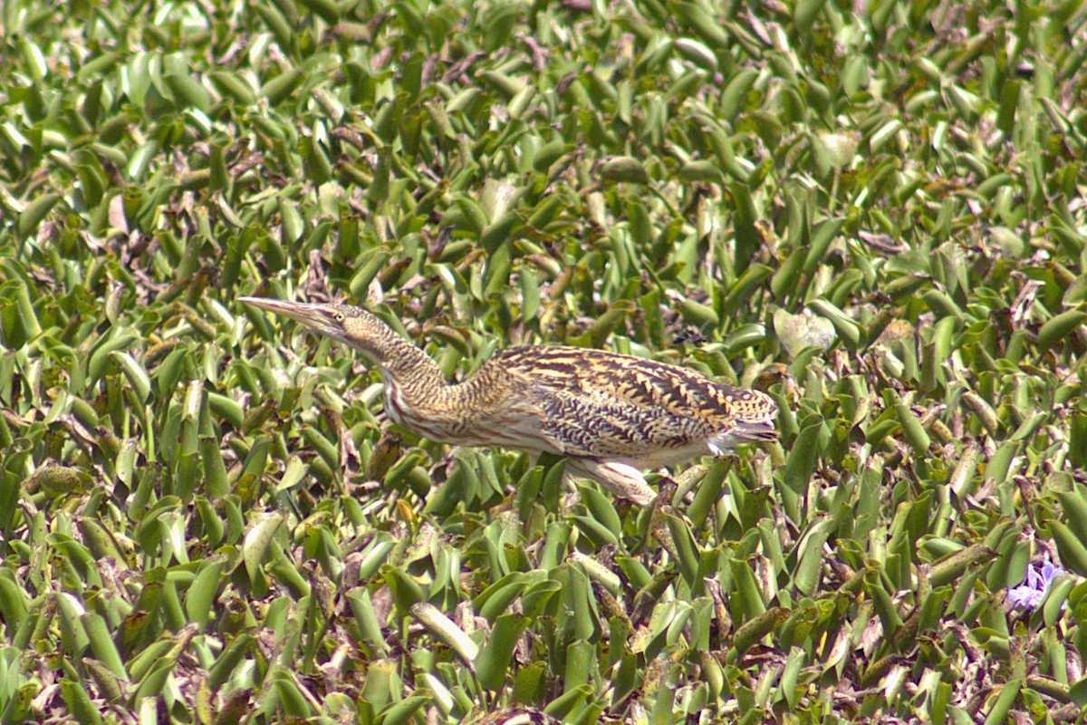 tykknebbrørdrum - ML646215502