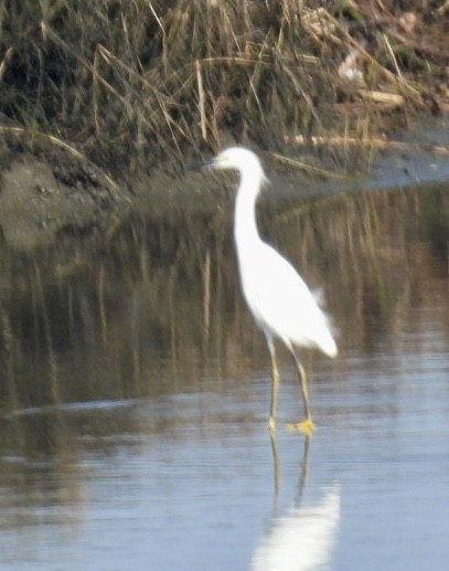 snøhegre - ML646215505