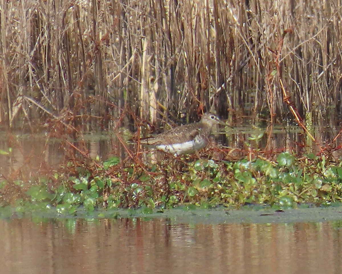 Solitary Sandpiper - ML646215514