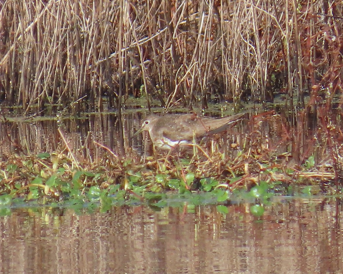 Solitary Sandpiper - ML646215517