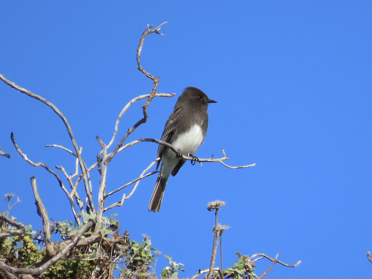 svartfibi - ML646215520