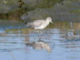 Willet - ML646215523