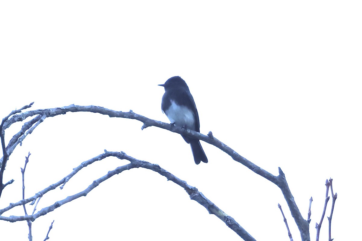 Black Phoebe - ML646215524