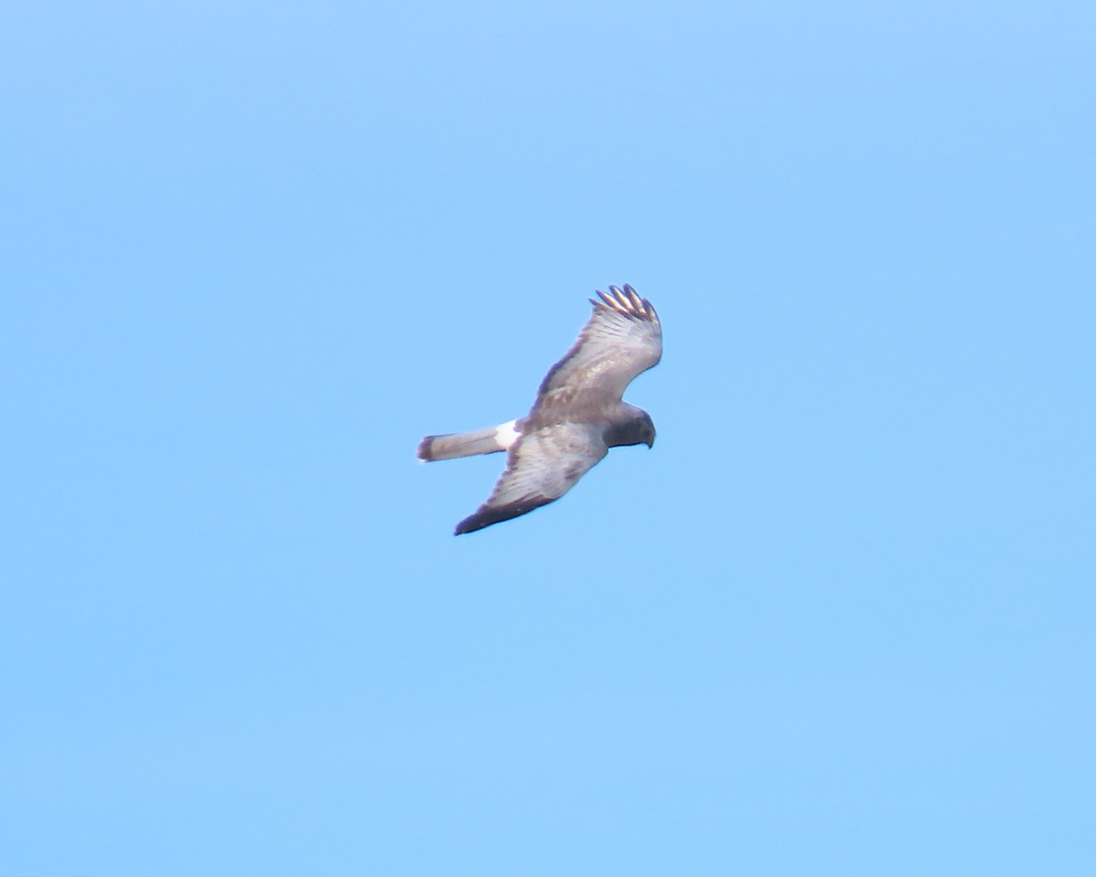 Northern Harrier - ML646215529