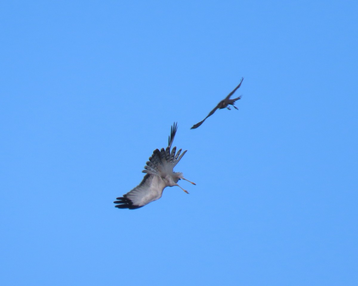 Northern Harrier - ML646215530
