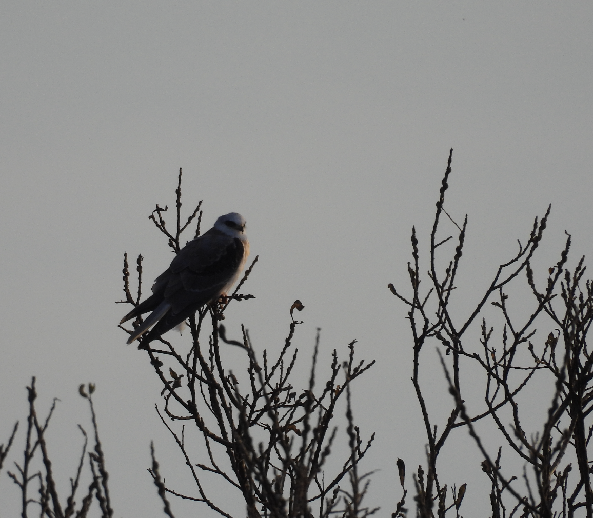 White-tailed Kite - ML646215532