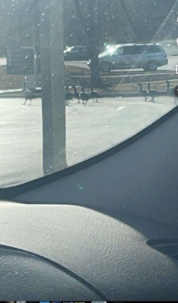 Domestic goose sp. (Domestic type) - ML646215533