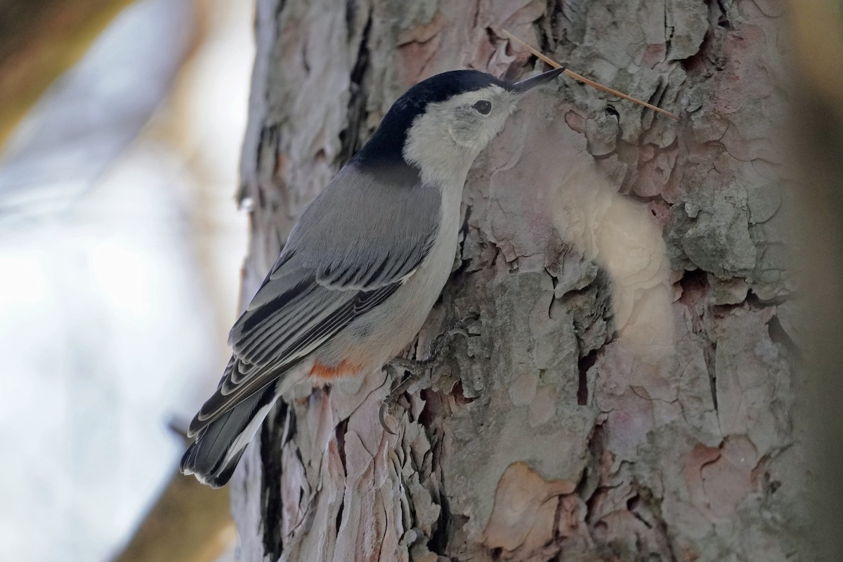 Sittelle à poitrine blanche - ML646215539