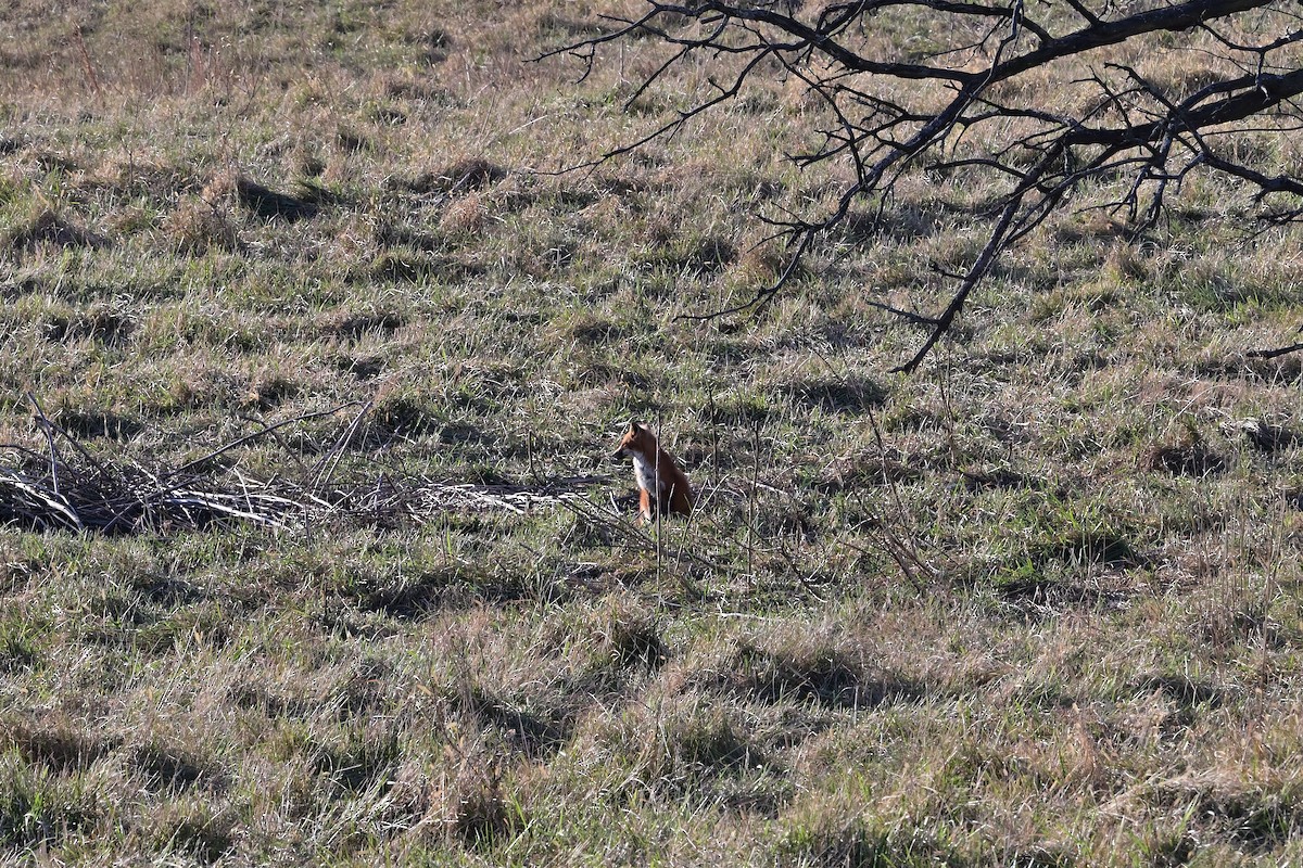 Red Fox - ML646215542