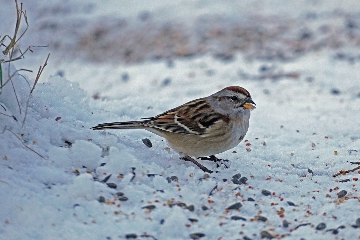 Hudson Körfezi Serçesi - ML646215544