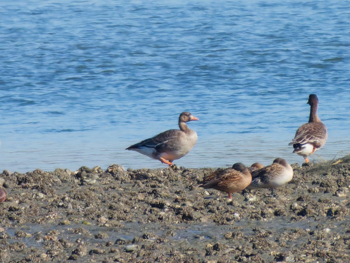 Гуска білолоба - ML646215545