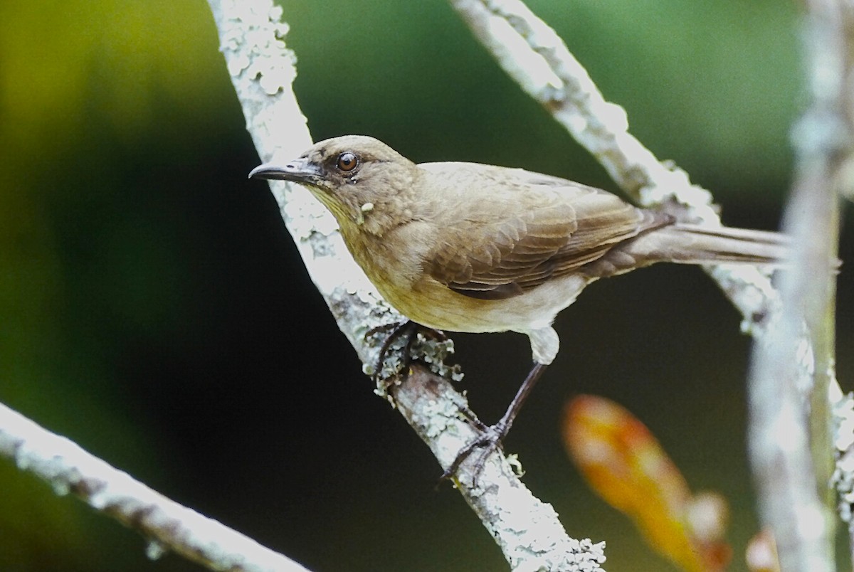 Black-billed Thrush (Drab) - ML646215548