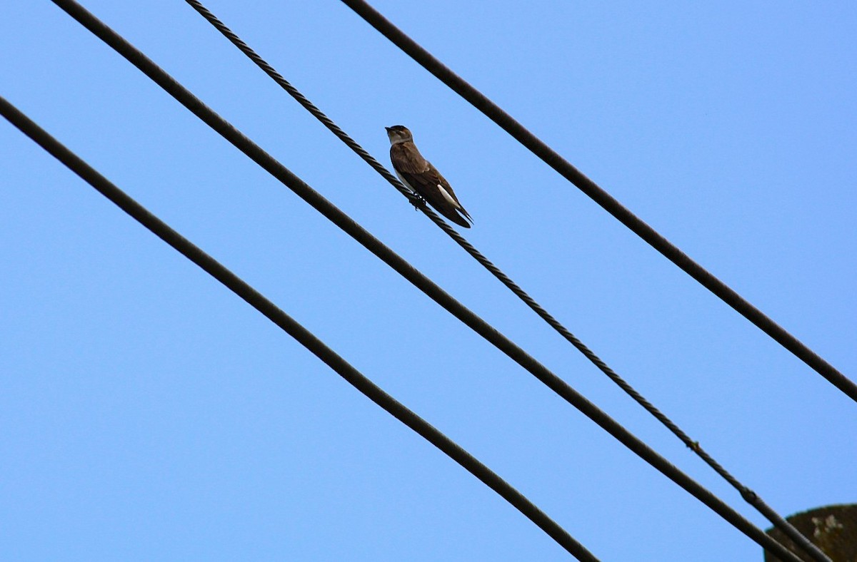 jiřička hnědoprsá - ML646215550