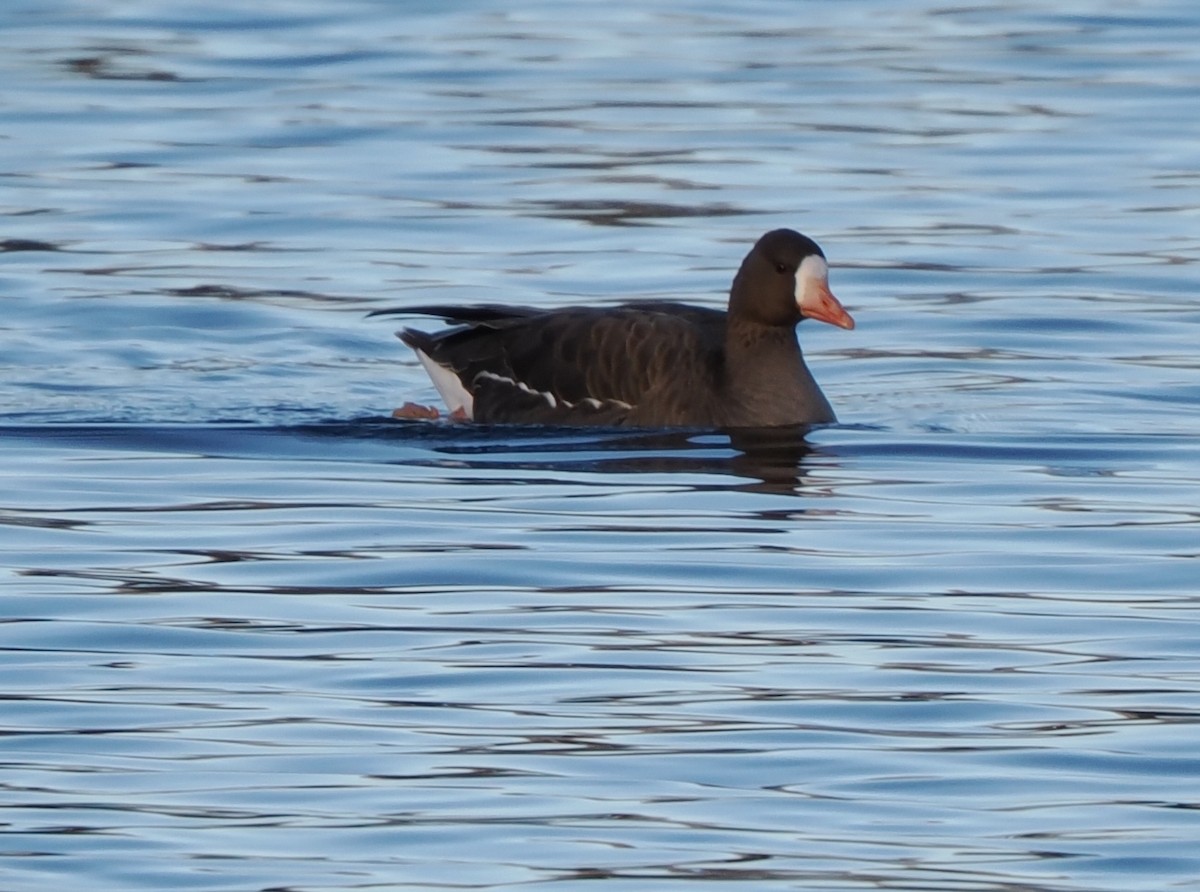 Greater White-fronted Goose - ML646215551