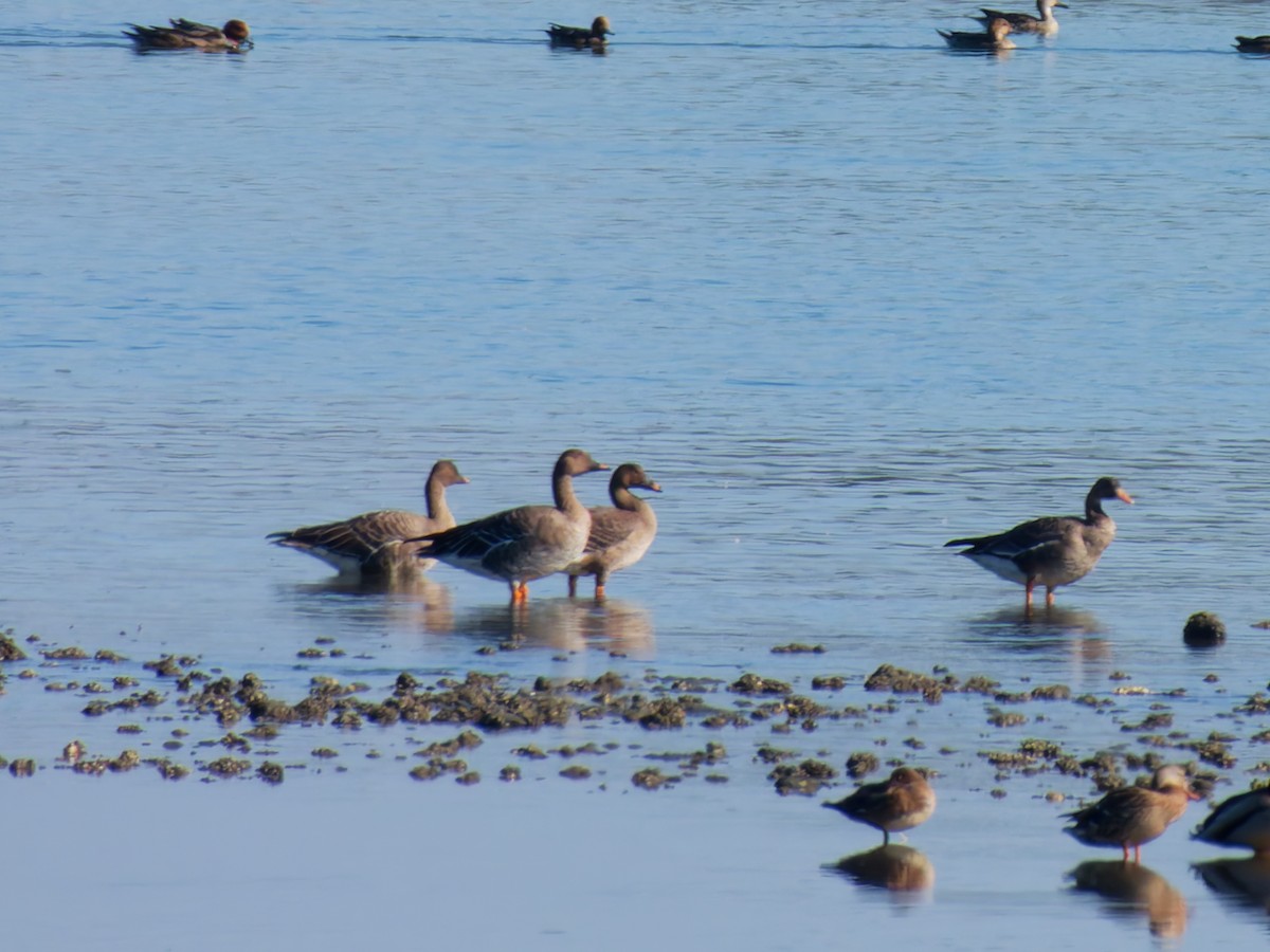 Гуменник тундровий - ML646215553