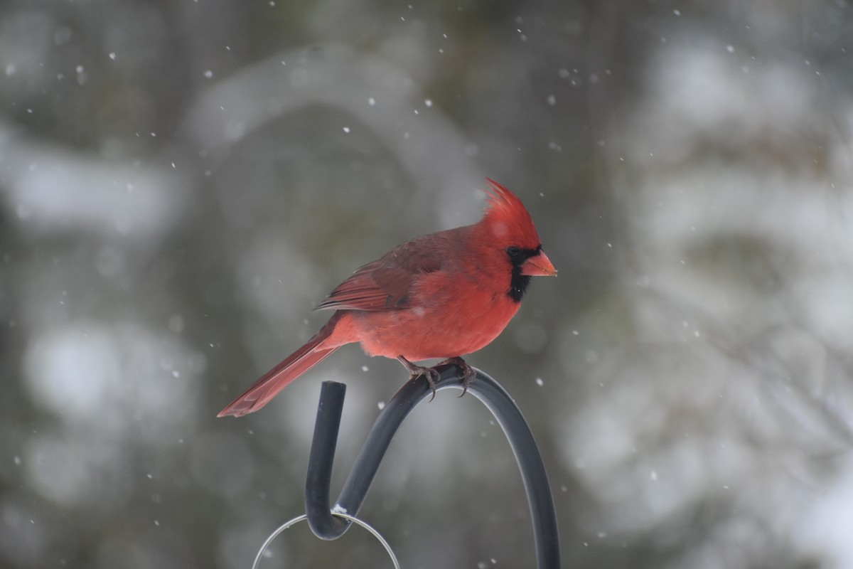Northern Cardinal - ML646215556