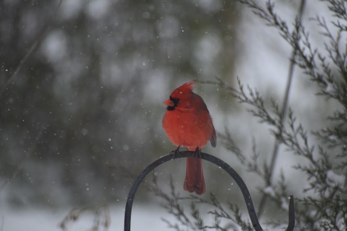 Northern Cardinal - ML646215557