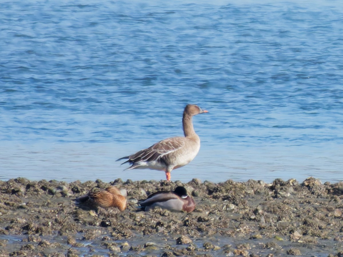 Гуменник тундровий - ML646215563