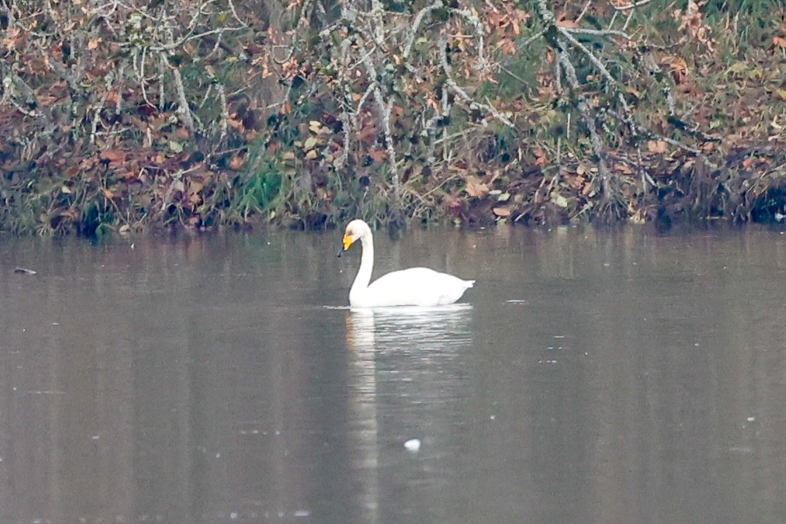 Whooper Swan - ML646215565