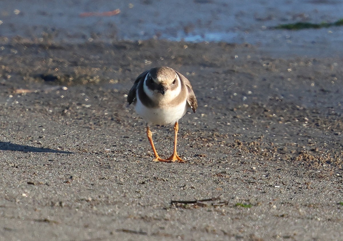 Common Ringed Plover - ML646215576