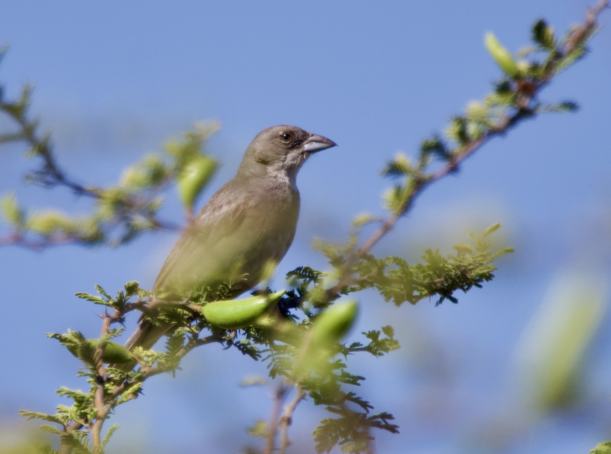 Diuca Finch - ML646215578