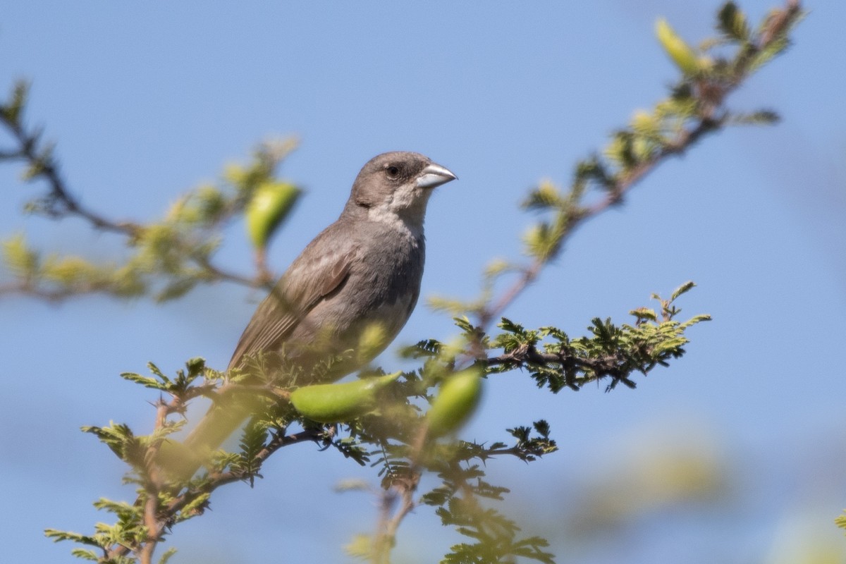 Diuca Finch - ML646215579