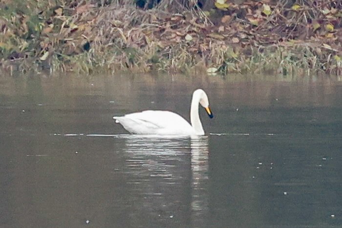 Whooper Swan - ML646215584