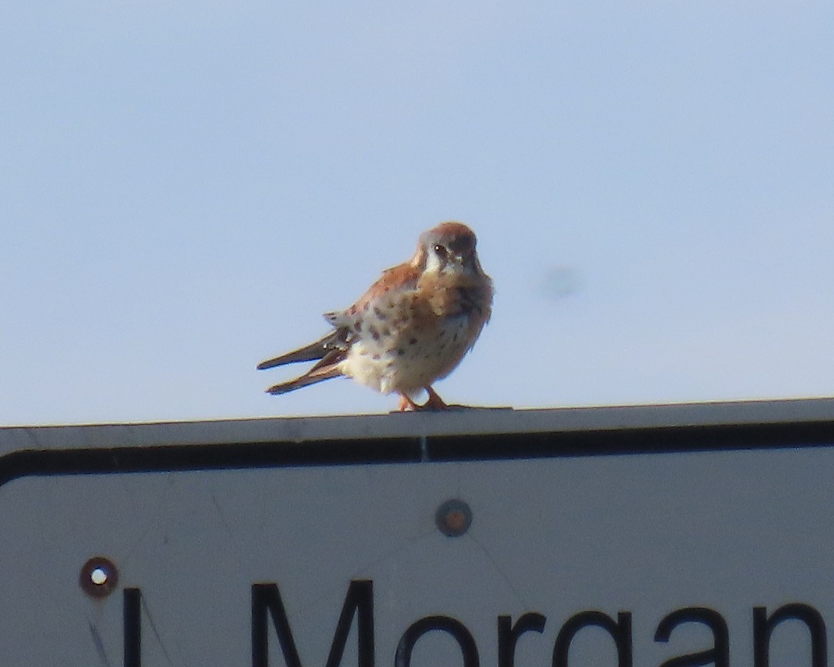 American Kestrel - ML646215585
