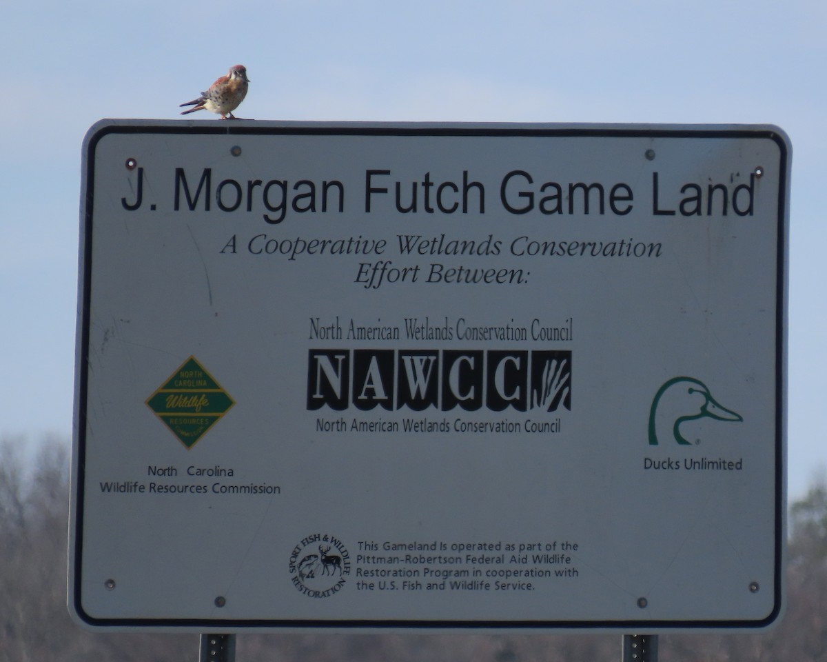 American Kestrel - ML646215586