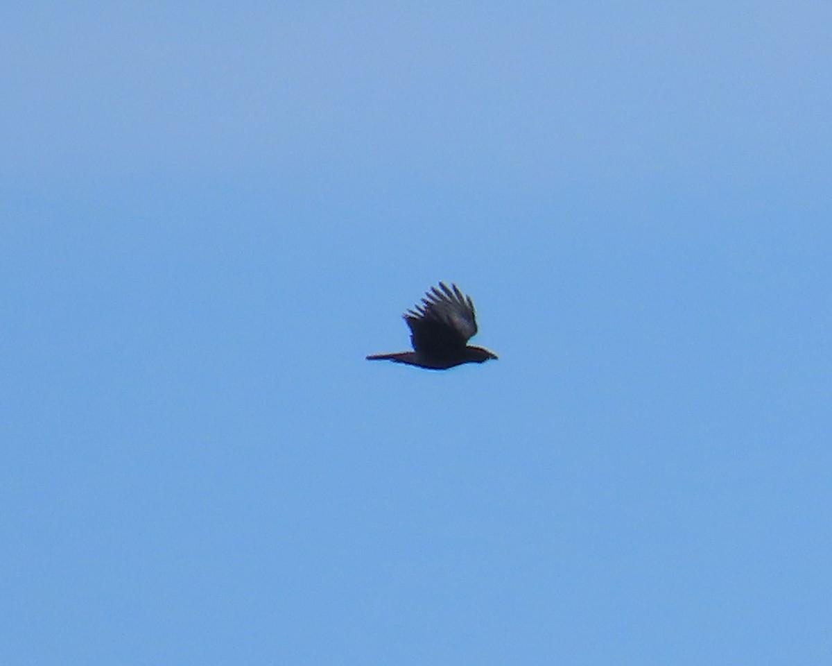 American Crow - ML646215593