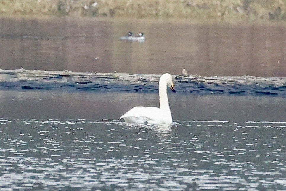 Whooper Swan - ML646215594