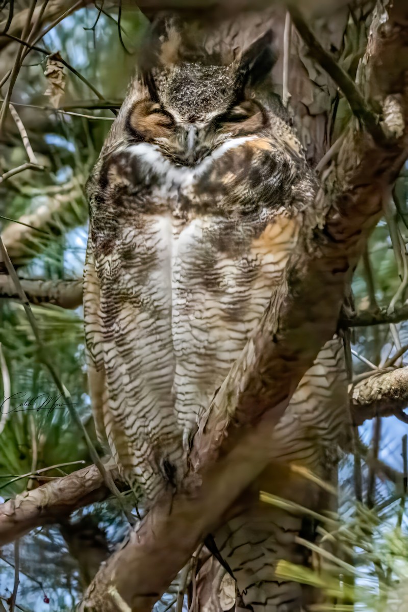 Great Horned Owl - ML646215595