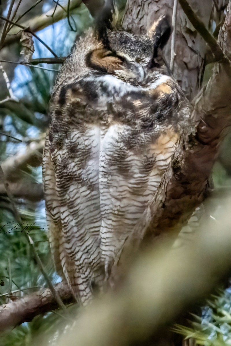 Great Horned Owl - ML646215596