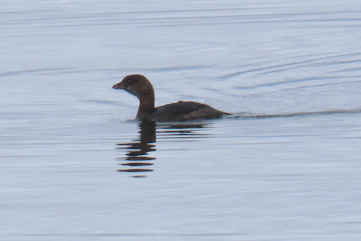 Pied-billed Grebe - ML646215597