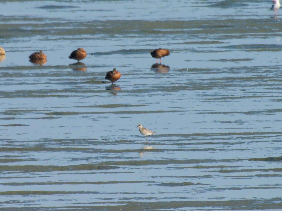 Black-bellied Plover - ML646215598