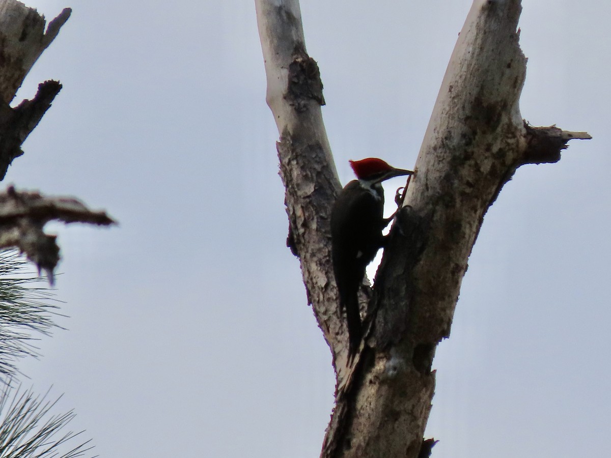Pileated Woodpecker - ML646215600