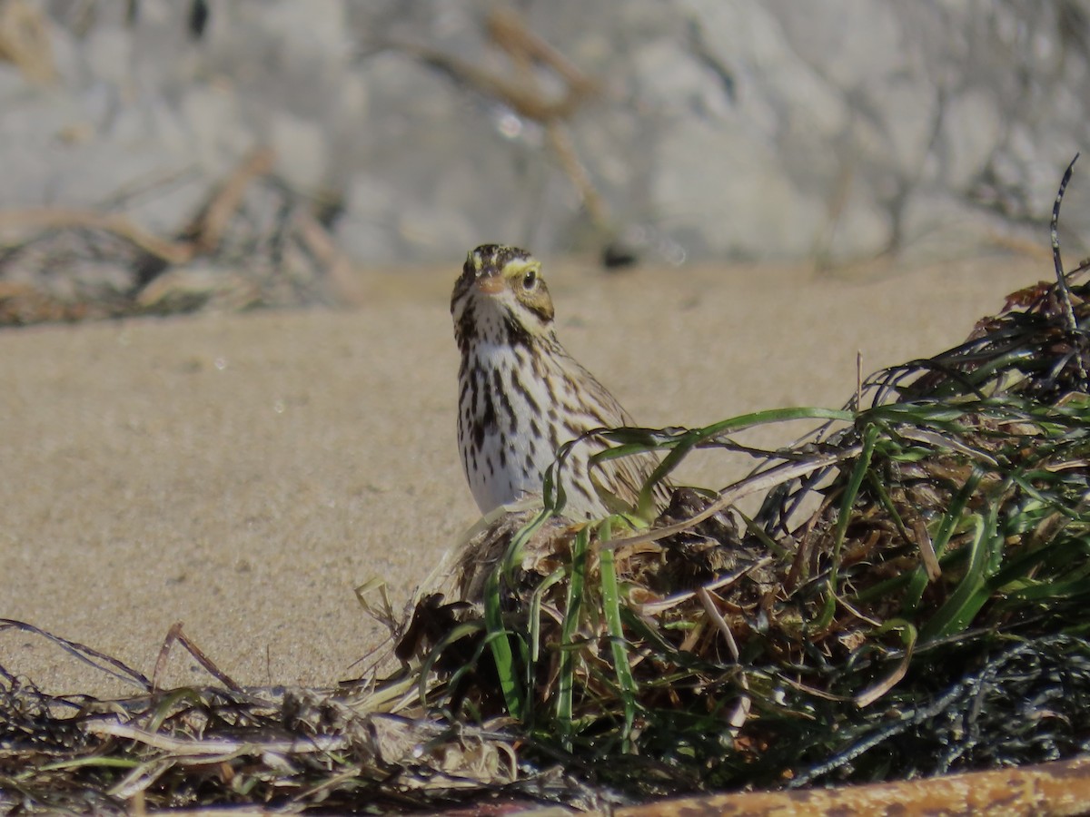 Savannah Sparrow - ML646215602